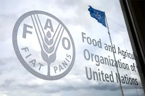 United Nations FAO Young Professional Officer (Communication)