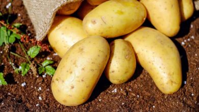Photo of Potatoes South Africa Bursary applications for the 2024 Academic year are now open