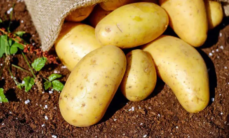 Potatoes South Africa Bursary applications for the 2024 Academic year are now open